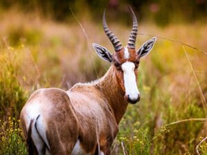 Buck - Photography Skills Cross-graded