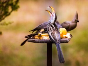 Bird