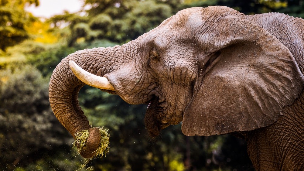 Elephant at the Johannesburg Zoo